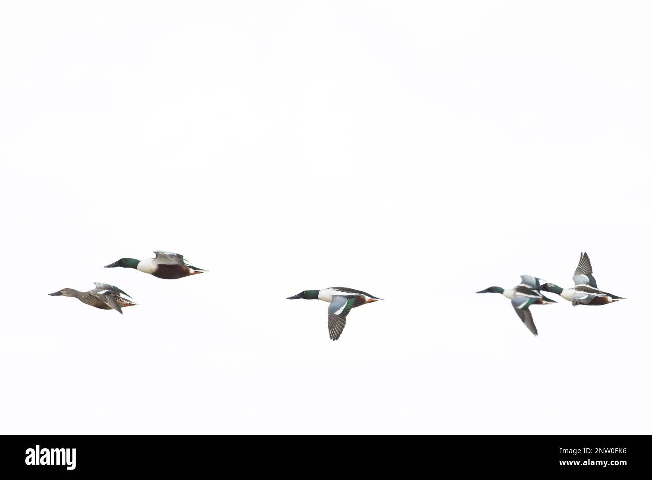 Shoveler (Anas clypeata) flock flying Suffolk UK GB February 2023 Stock Photo