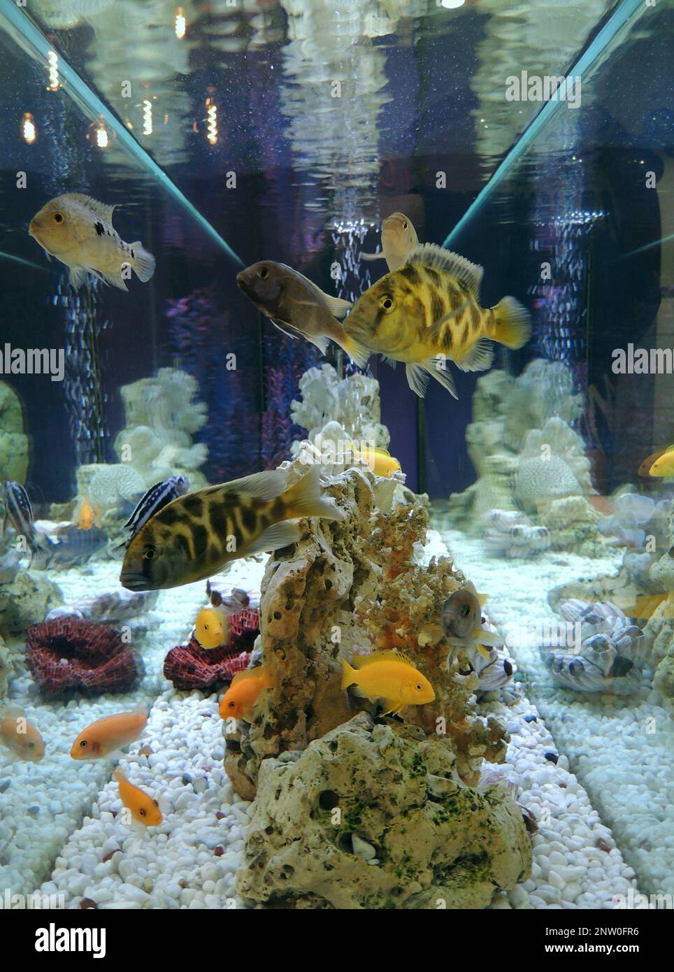 Aquarium With White Soil, Coral And Colored Tropic Fishes Side View Stock Photo