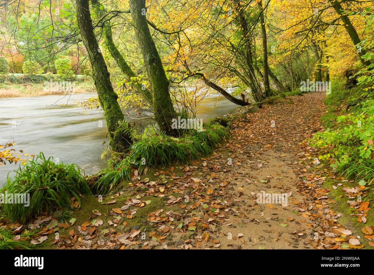 The River Barle through an autumnal Burridge Woods at Dulverton, Exmoor National Park, Somerset, England. Stock Photo