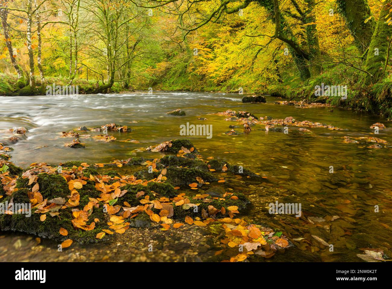 The River Barle through an autumnal Burridge Woods at Dulverton, Exmoor National Park, Somerset, England. Stock Photo