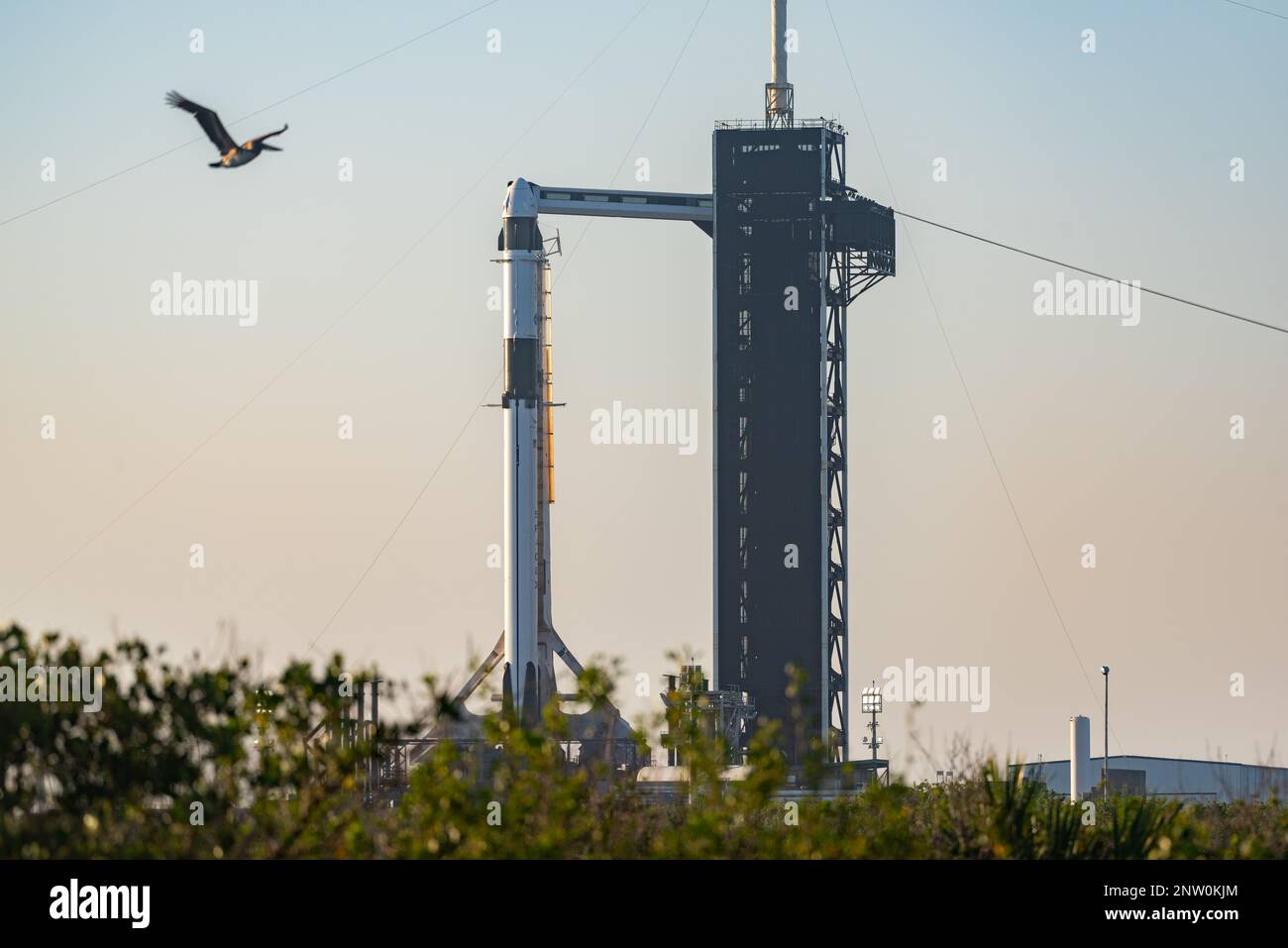 SpaceX Falcon 9 With Pelican Flying By Stock Photo