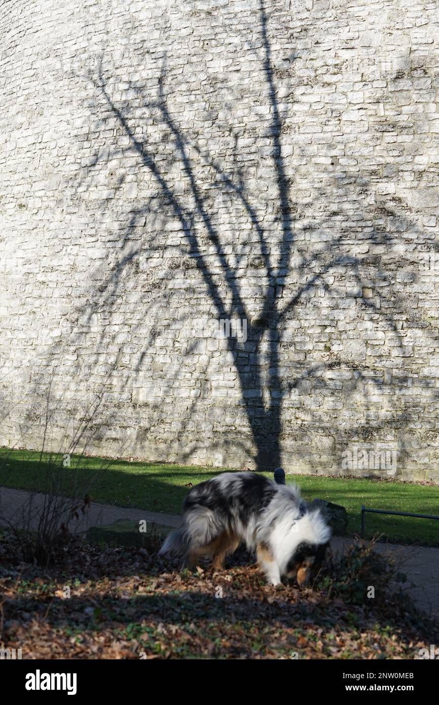 Dog by a tree hi-res stock photography and images - Alamy