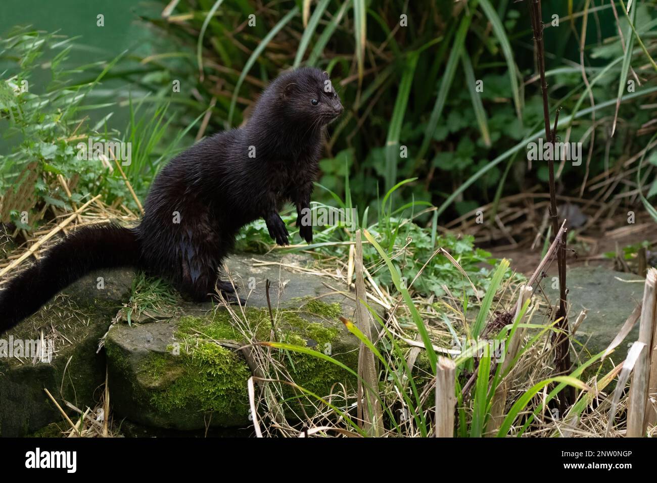 American mink-Mustela vision Stock Photo