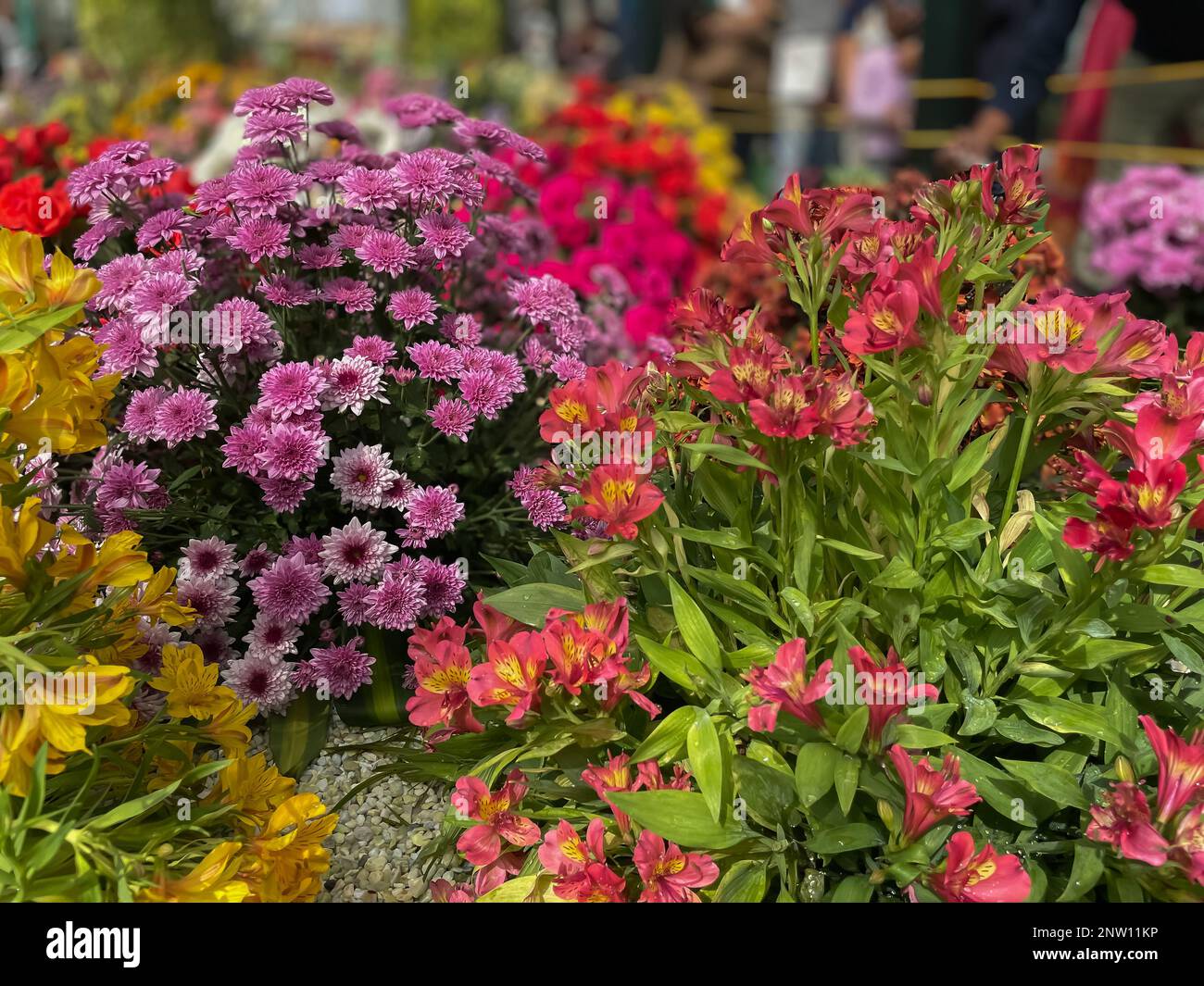 Selective focus image of flowers with variety of colors in a flower