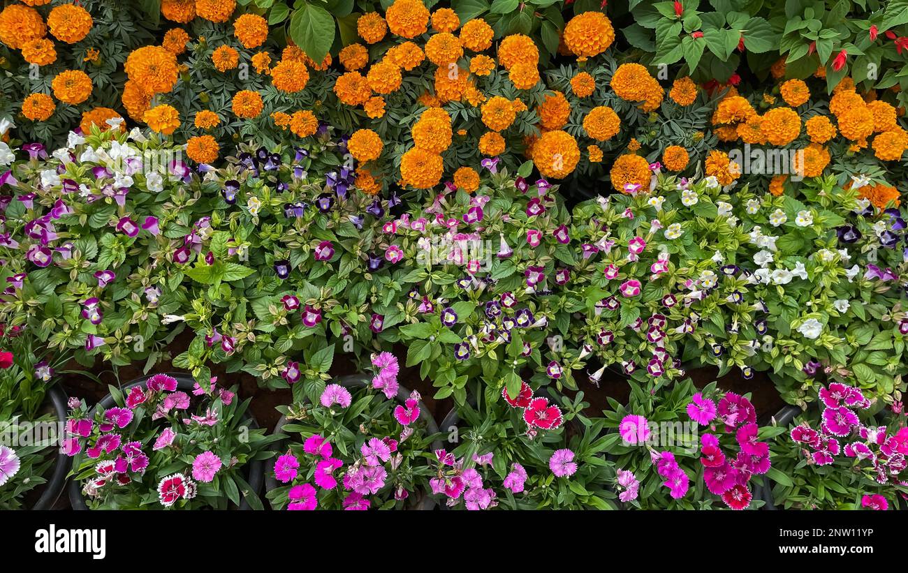 Selective focus image of flowers with variety of colors in a flower