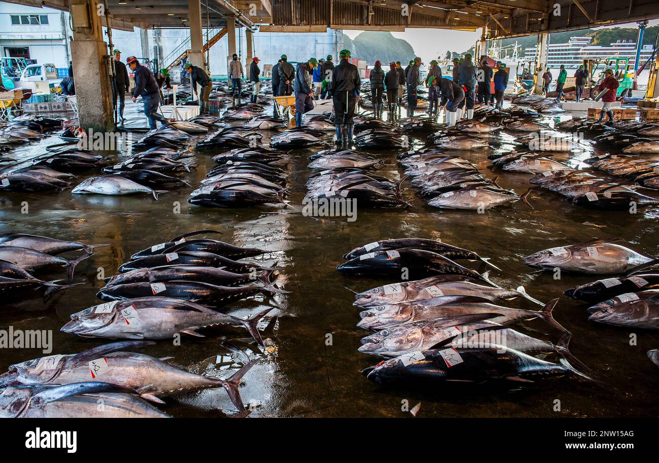 Tuna Market, in fishing port, Katsuura,Nachikatsuura, Kumano Kodo, Nakahechi route, Wakayama