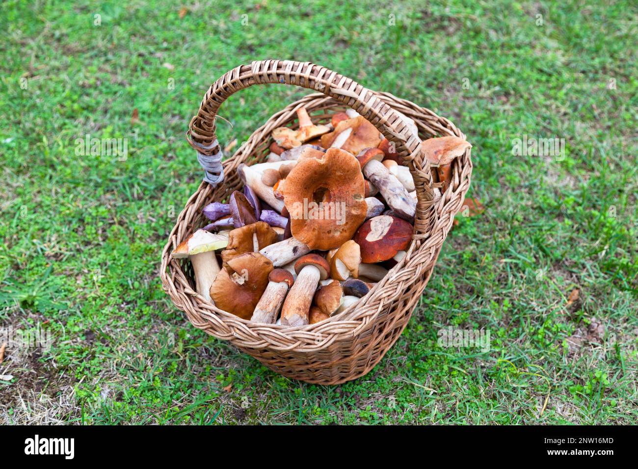 Close-up on a basket filled with edible mushrooms (Boletus edulis, Lactarius deliciosus, Clitocybe nuda…). Stock Photo
