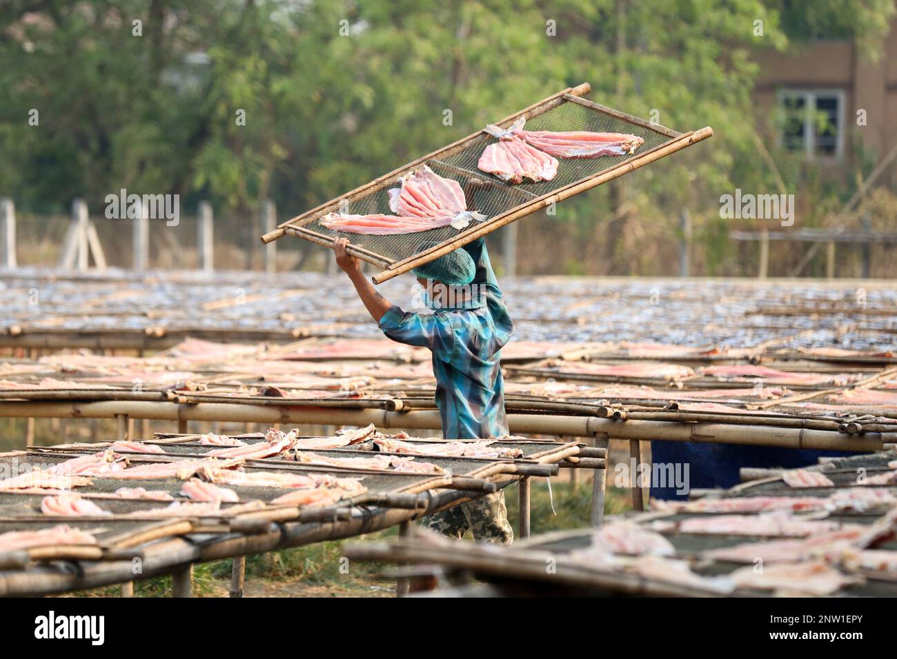 Yangon, Myanmar. 28th Feb, 2023. An employee works at a fish drying factory in Yangon, Myanmar