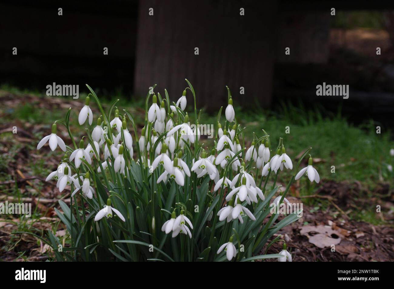Snowflakes (Galanthus nivalis). Snow mountains blossom in the forest in the wilderness in spring. snowfall.im sauerland Stock Photo