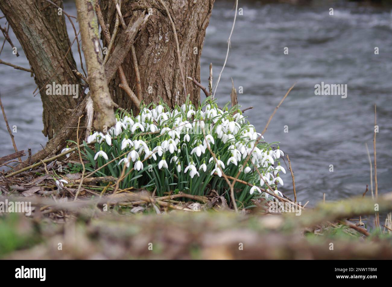 Snowdrop (Galanthus nivalis). Snowdrops bloom in the forest in spring. with us in the beautiful Sauerland Stock Photo