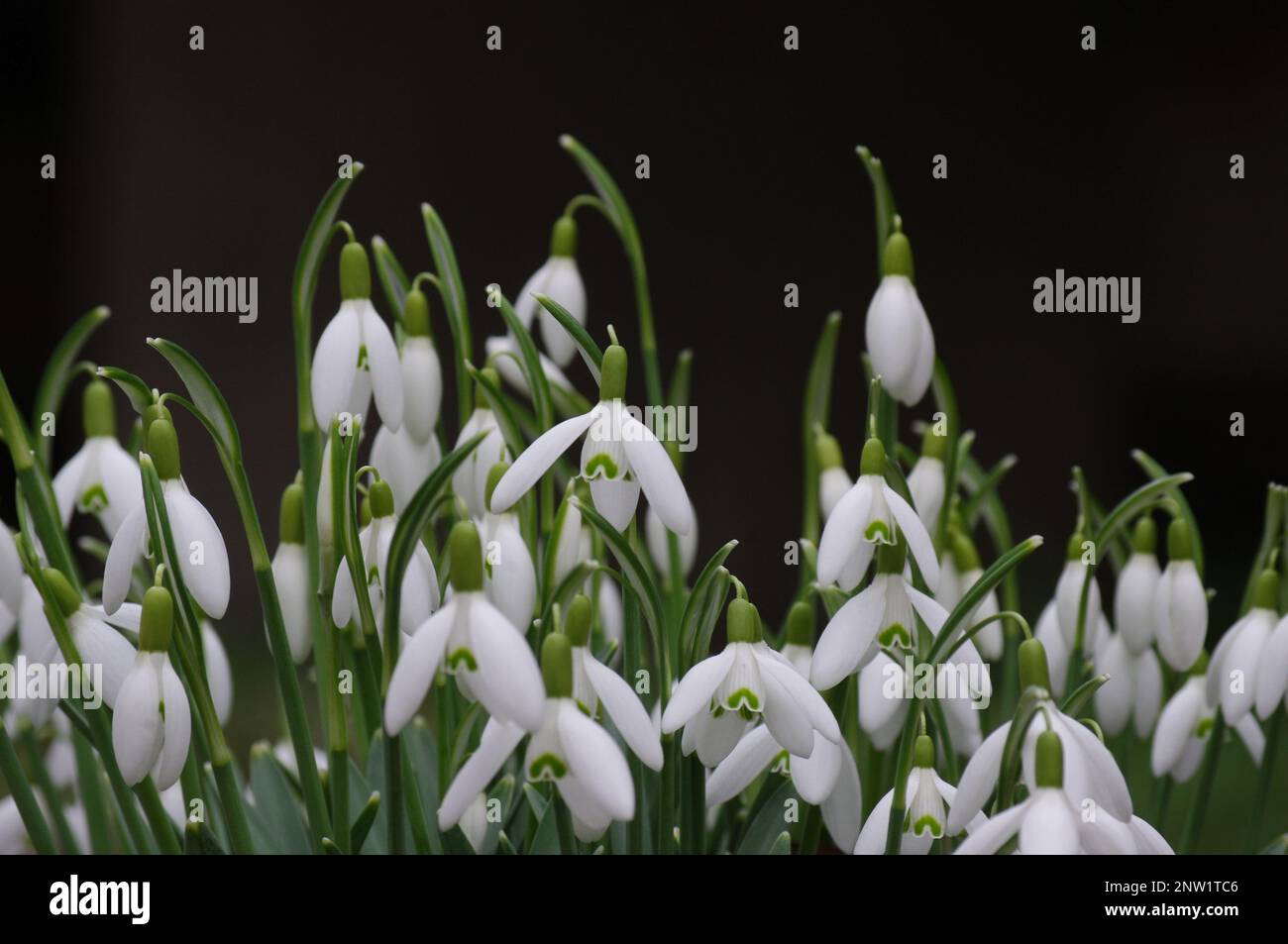 Snowdrop (Galanthus nivalis). Snowdrop blossom in the forest in the wilderness in spring. snowfall.im sauerland Stock Photo