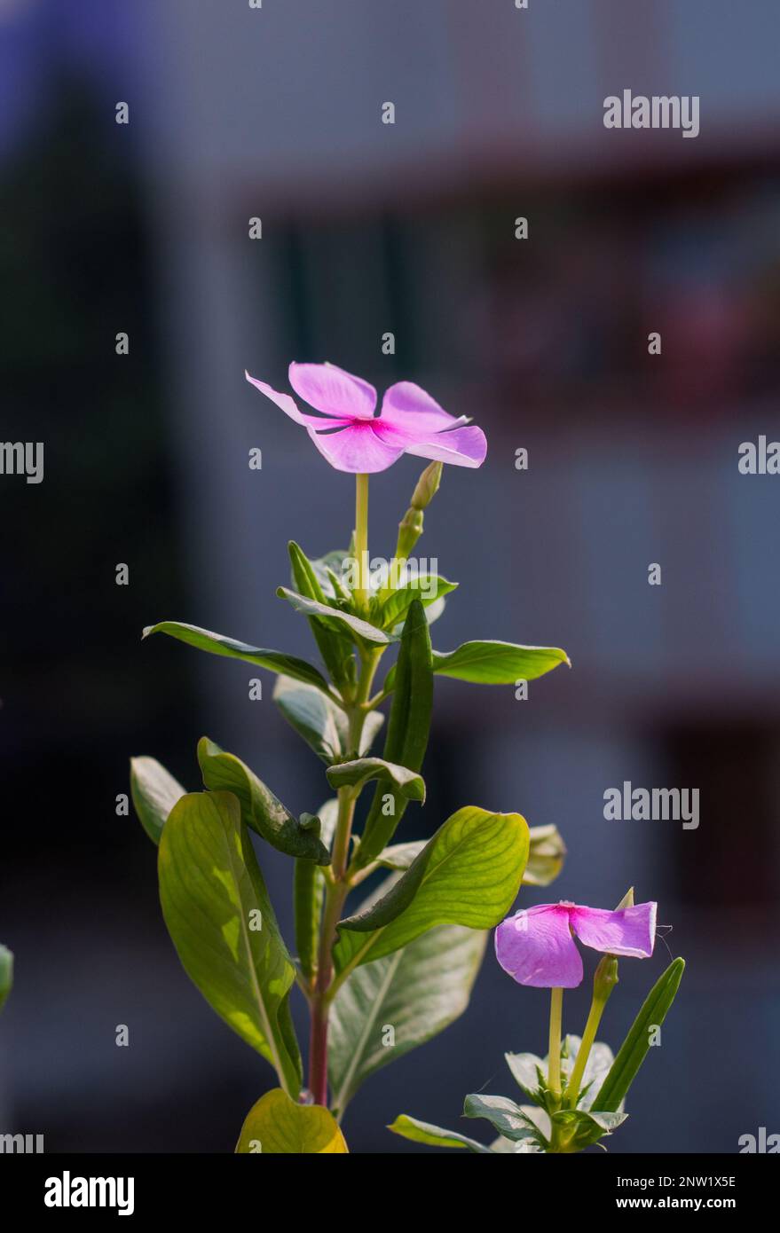 A beautiful flower plant in a garden in Dhaka, Bangladesh Stock Photo