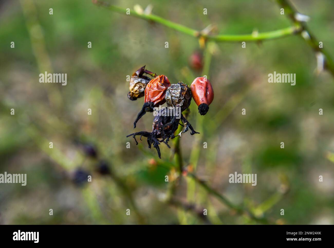 Verdorrte Hagebutten vom letzten Jahr Stock Photo - Alamy