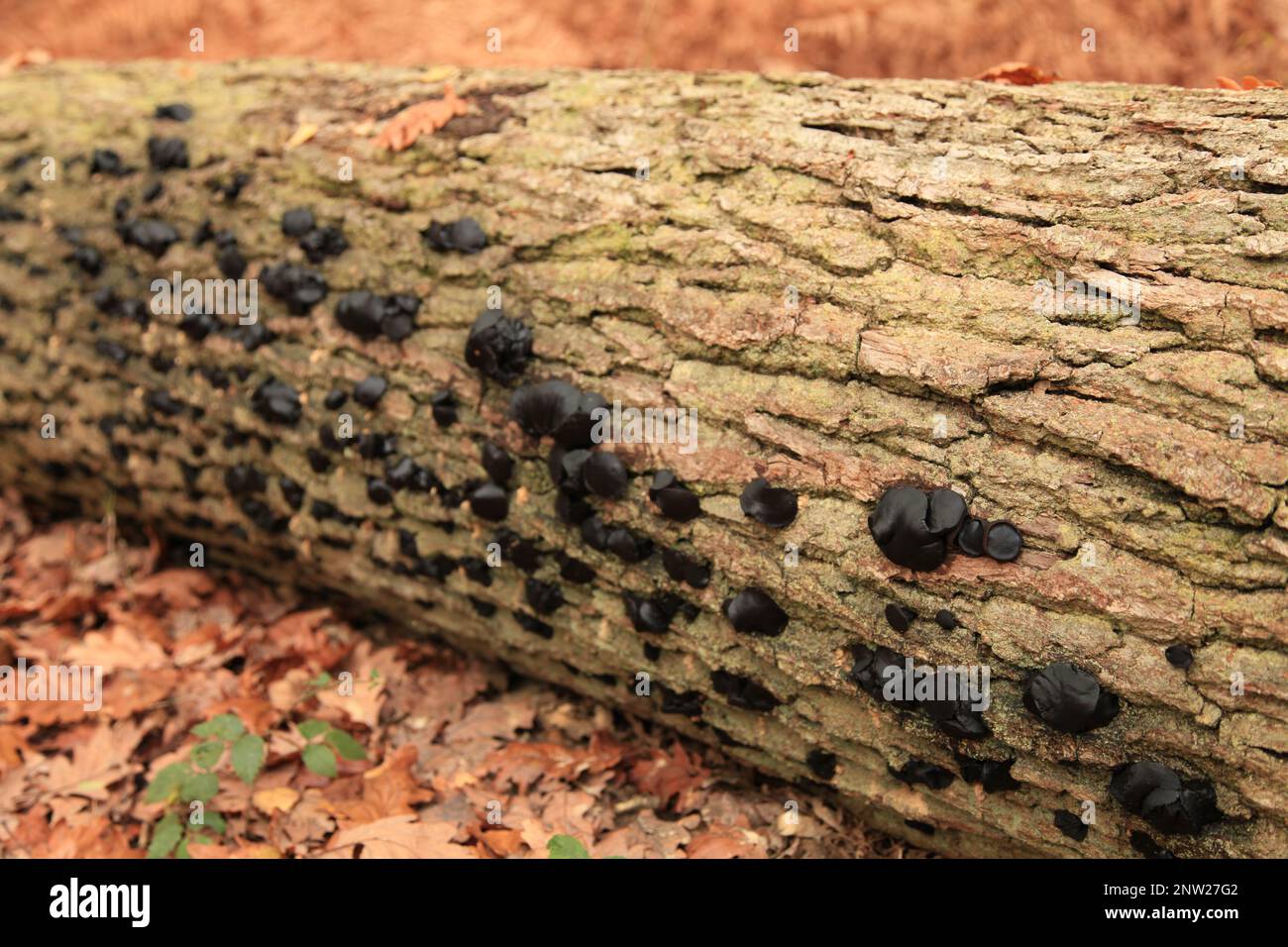 Black bulgars (Bulgaria inquinans) growing on the side of a laid down tree trunk. Stock Photo