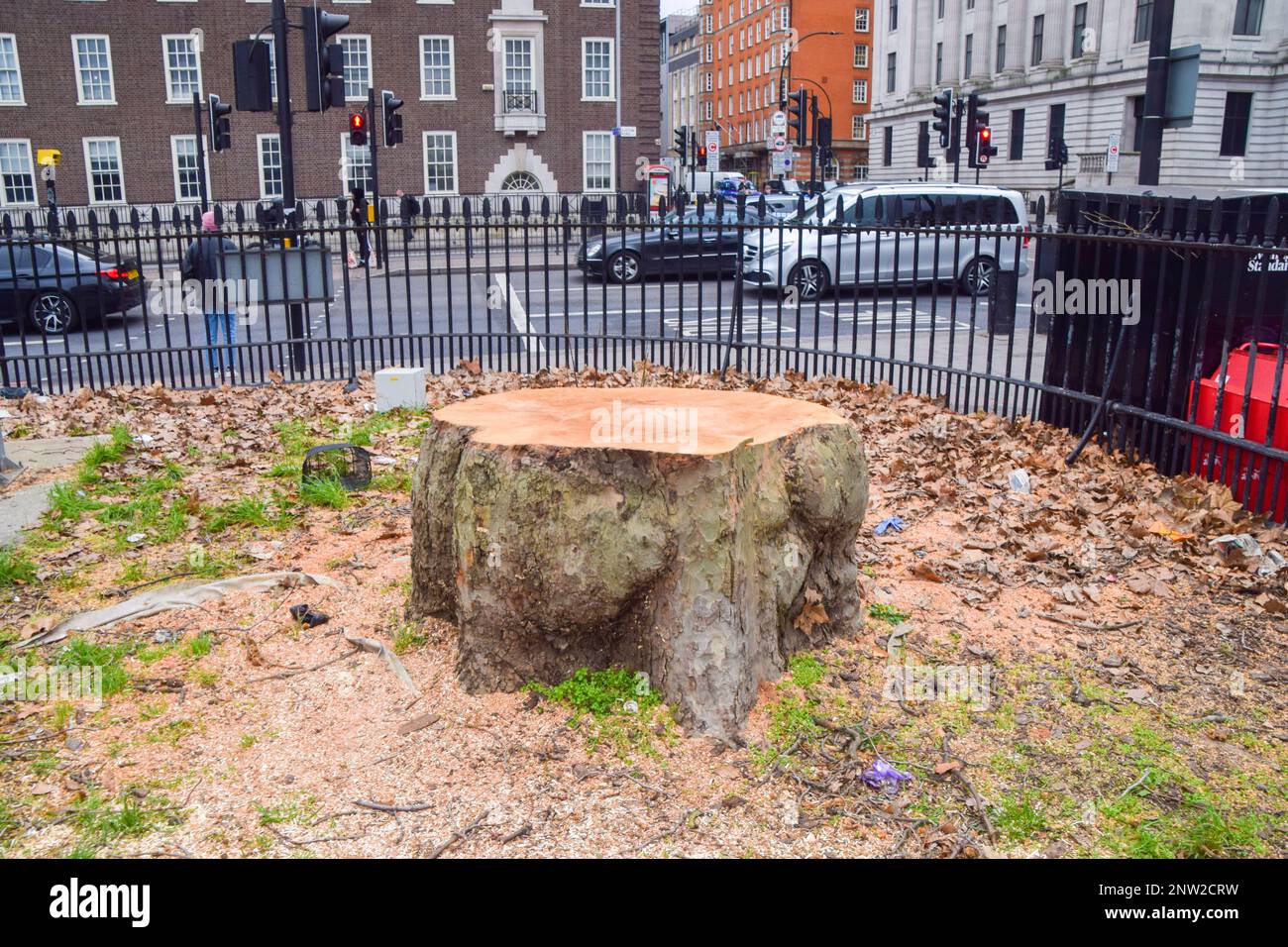 London, UK. 28th February 2023. Most trees, some of them very old