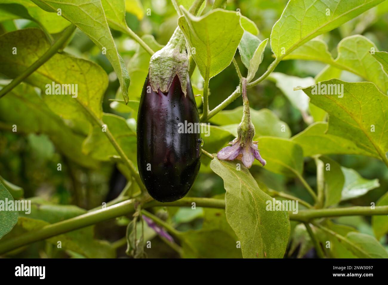 Eggplant plant growing. Eggplant fruit and green leaves Stock Photo Alamy