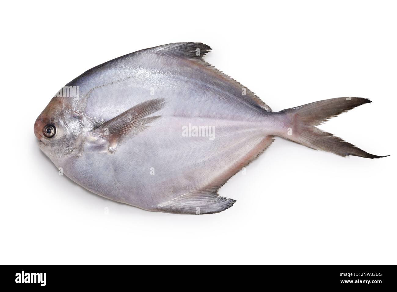 fresh silver pomfret fish isolated on white background Stock Photo