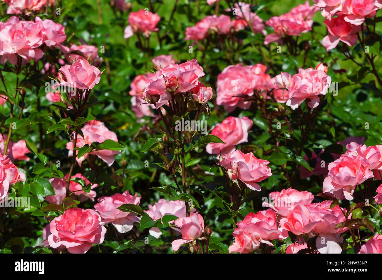 A bush of pink and red roses blooming at elizabeth park in west