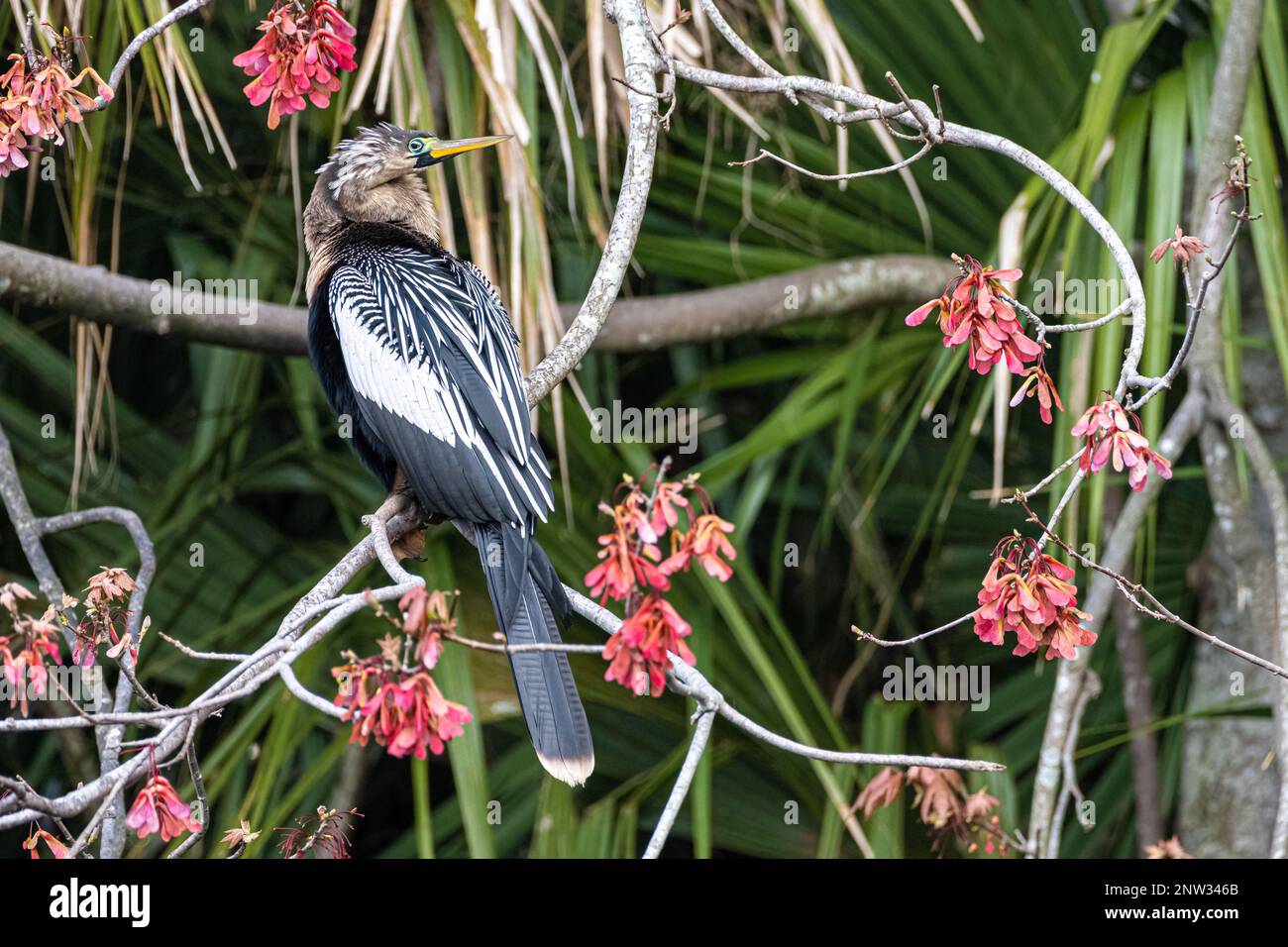 Florida anhinga (also known as a snake bird or American darter) perched amongst pink blossoms at Bird Island Park in Ponte Vedra Beach, Florida. (USA) Stock Photo