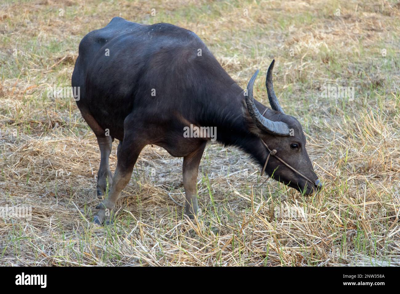 A water buffalo is grazing in a meadow near a village Stock Photo