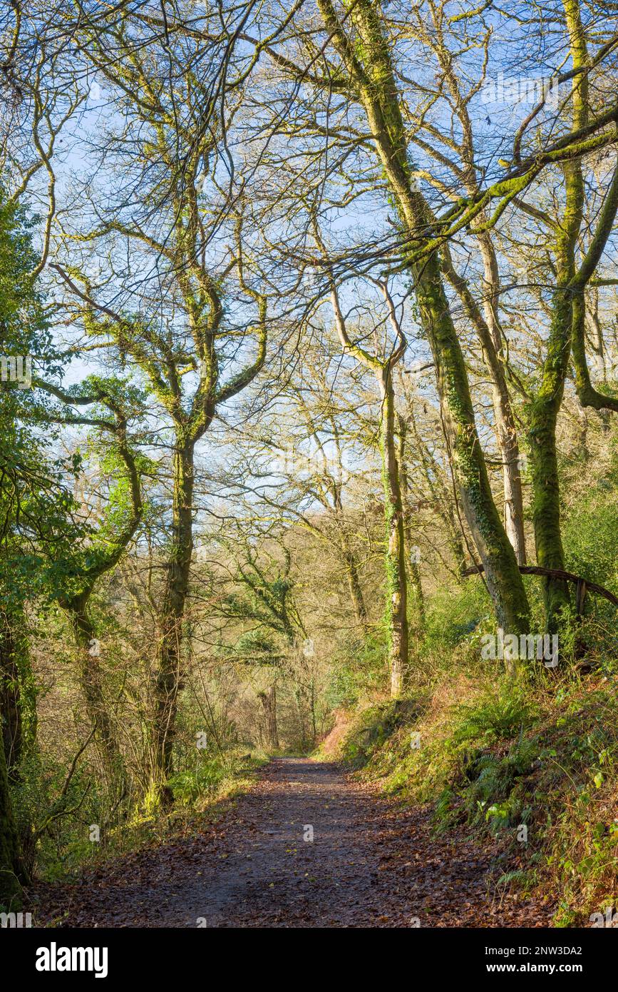 A footpath through Burridge Woods near Dulverton in the Exmoor National Park, Somerset, England. Stock Photo