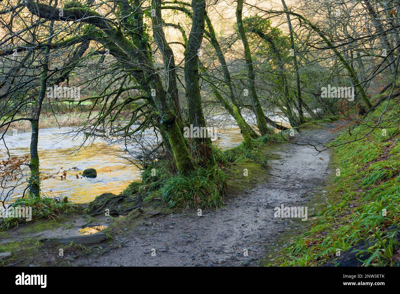 The footpath on the bank of the River Barle in Burridge Woods near Dulverton in the Exmoor National Park, Somerset, England. Stock Photo