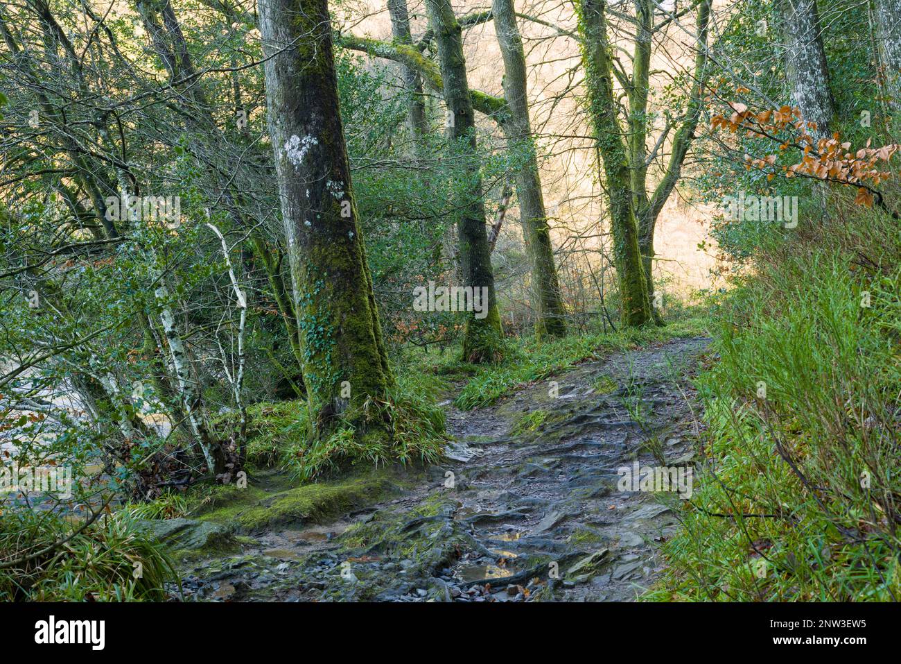 The footpath on the bank of the River Barle in Burridge Woods near Dulverton in the Exmoor National Park, Somerset, England. Stock Photo