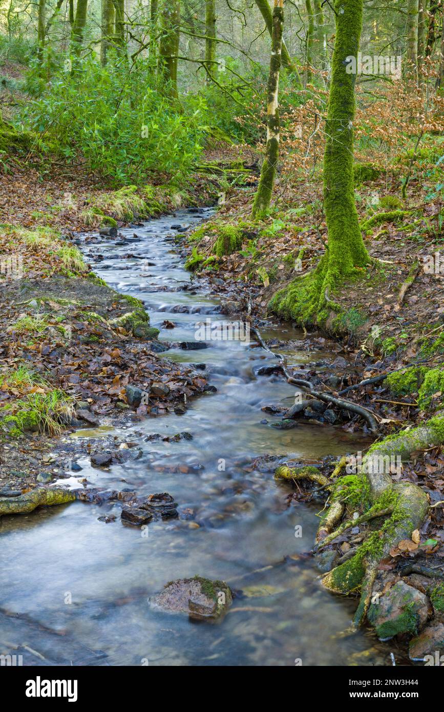 A stream and tributary of the River Barle in woodland in the Barle Valley near Dulverton in the Exmoor National Park, Somerset, England. Stock Photo