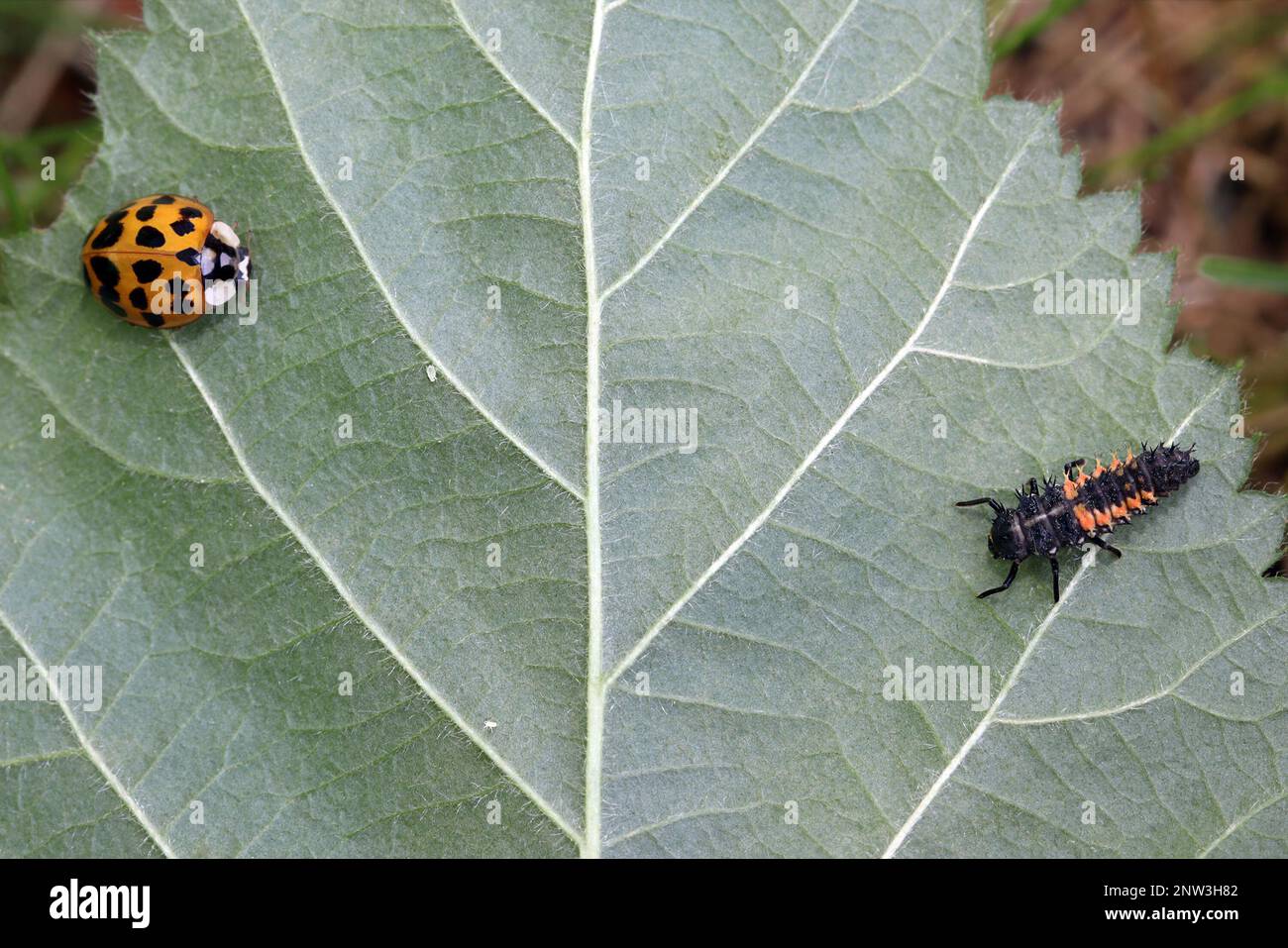 An orange ladybug with 19 spots and a ladybug larva sit on a leaf. Two small aphids are between them. Harmonia axyridis, aka the harlequin. Stock Photo