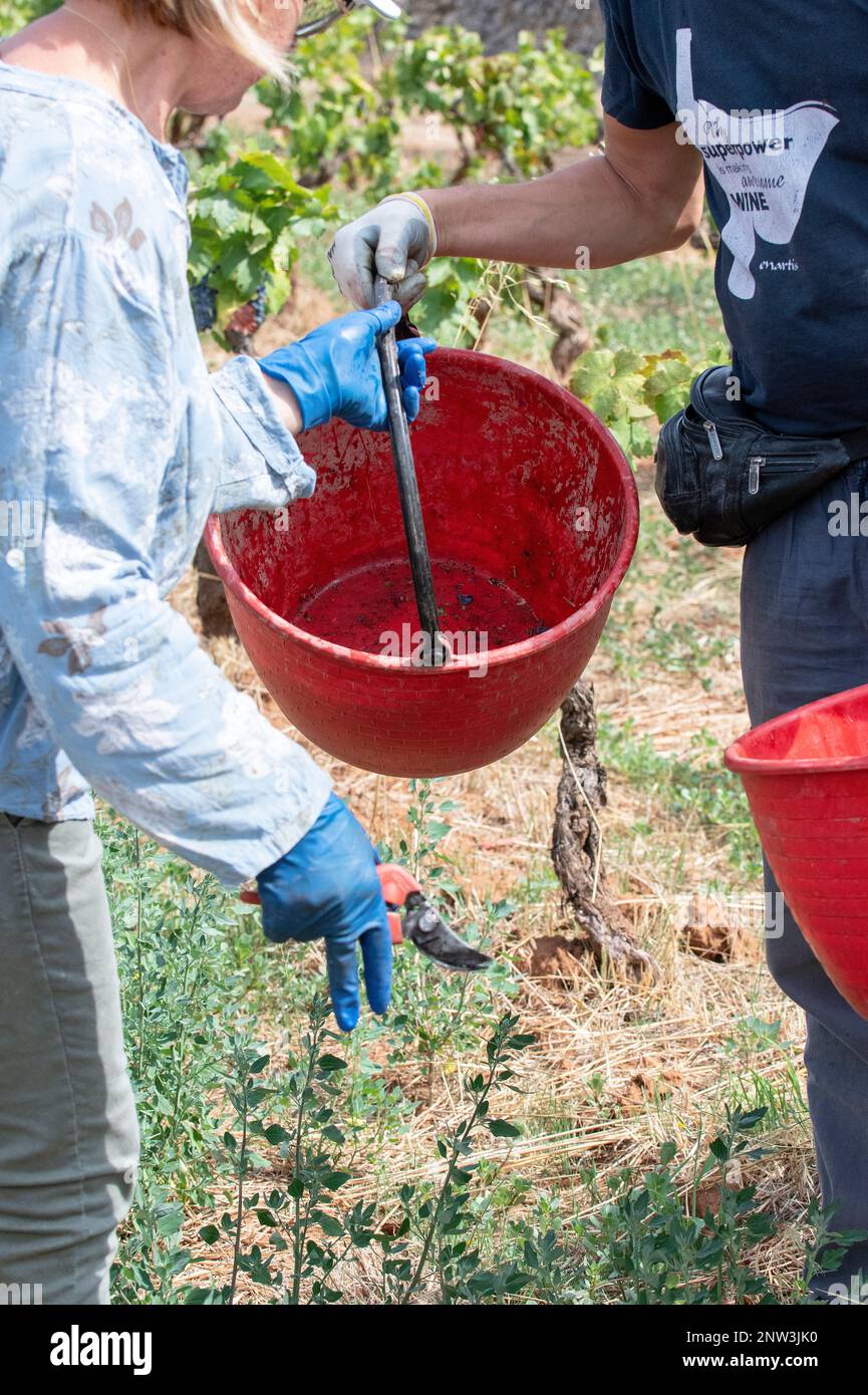 Vineyard workers exchanging buckets during harvest season in Manduria