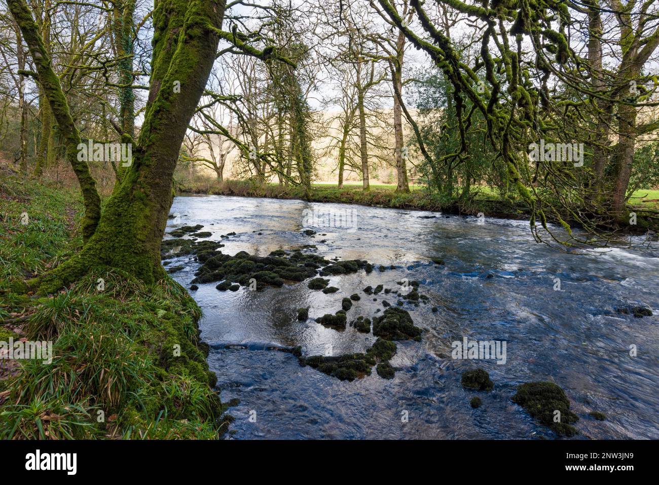 The River Barle alongside Syds Wood in winter near Dulverton in the Exmoor National Park, Somerset, England. Stock Photo