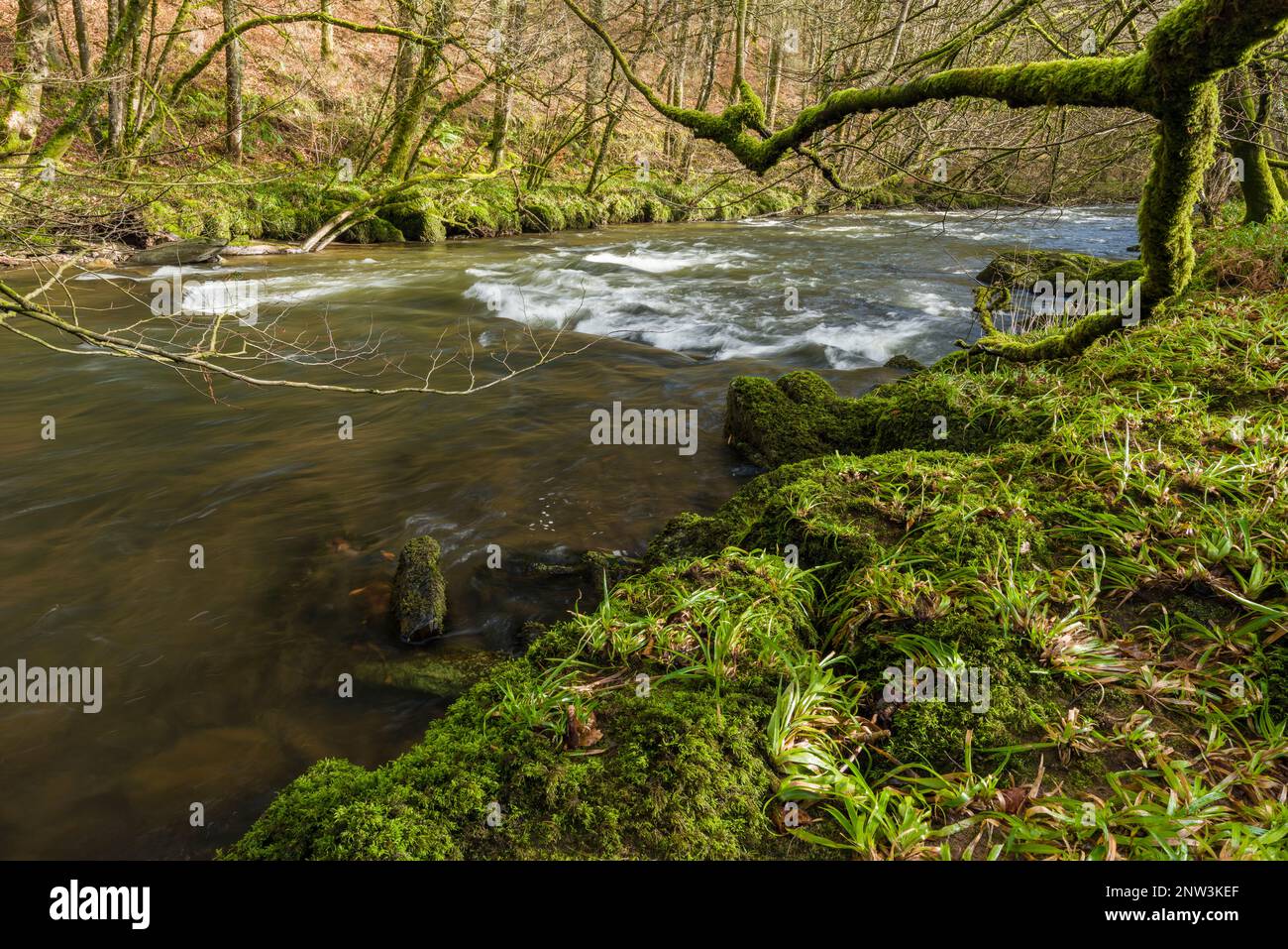 The River Barle flowing through Invention Wood and Marsh Wood in winter near Dulverton in the Exmoor National Park, Somerset, England. Stock Photo