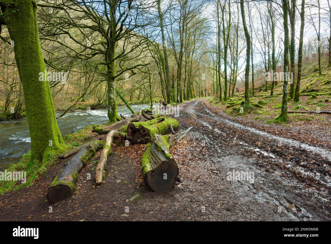 The River Barle alongside Invention Wood in winter near Dulverton in the Exmoor National Park, Somerset, England. Stock Photo