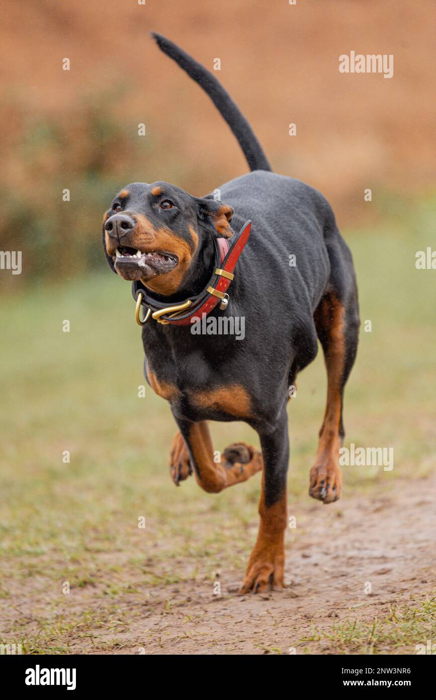 A dobermann sprints across a dirt pathway, with a bright red collar around its neck Stock Photo