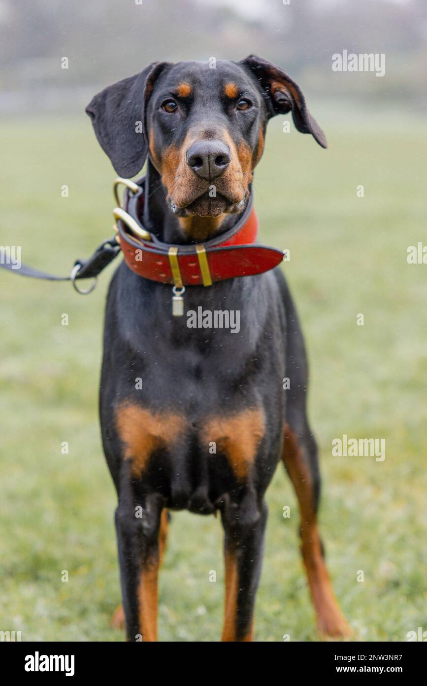 An adorable dobermann in a lush grassy field, wearing a bright red collar Stock Photo