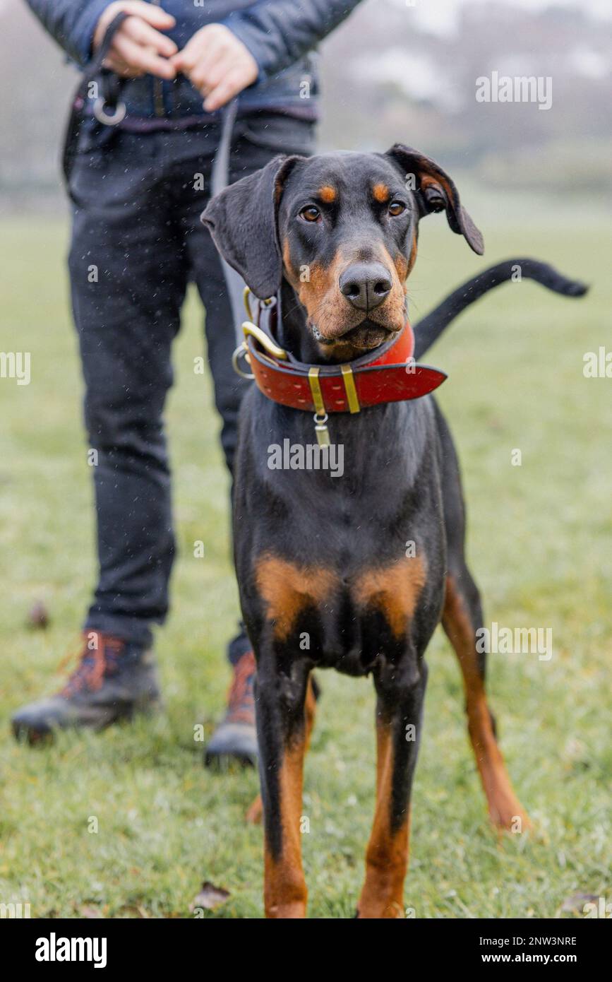 A vertical shot of a dobermann on a path with a man in the background Stock Photo