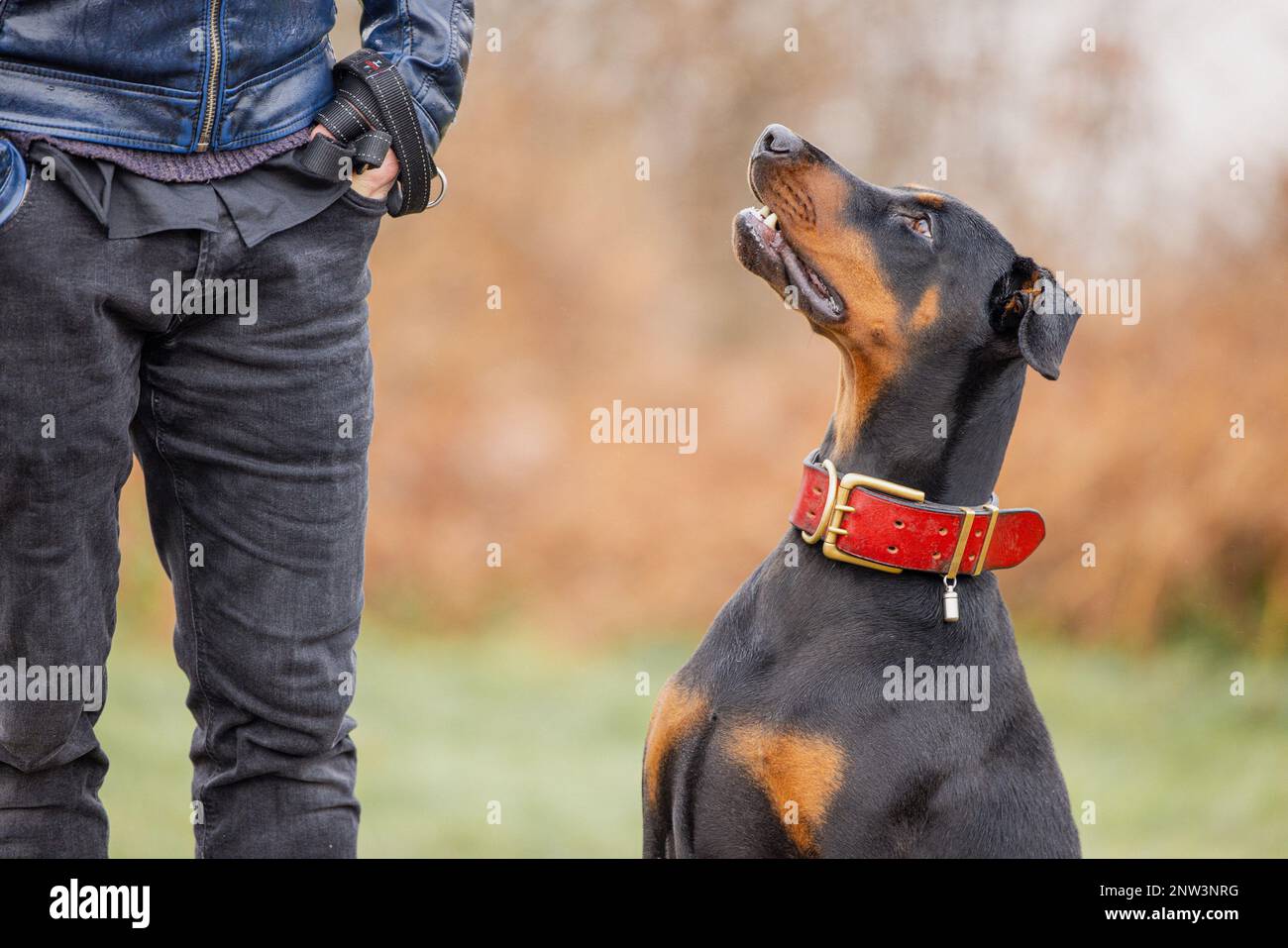 A dobermann on a path with a man in the background Stock Photo