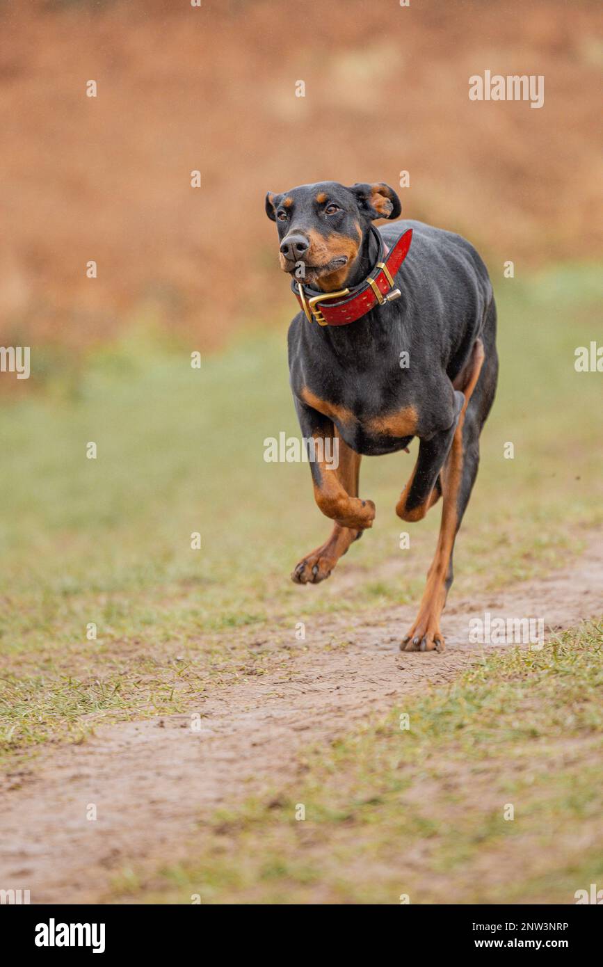 A vertical shot of a Dobermann on a pathway in a grassy land Stock Photo