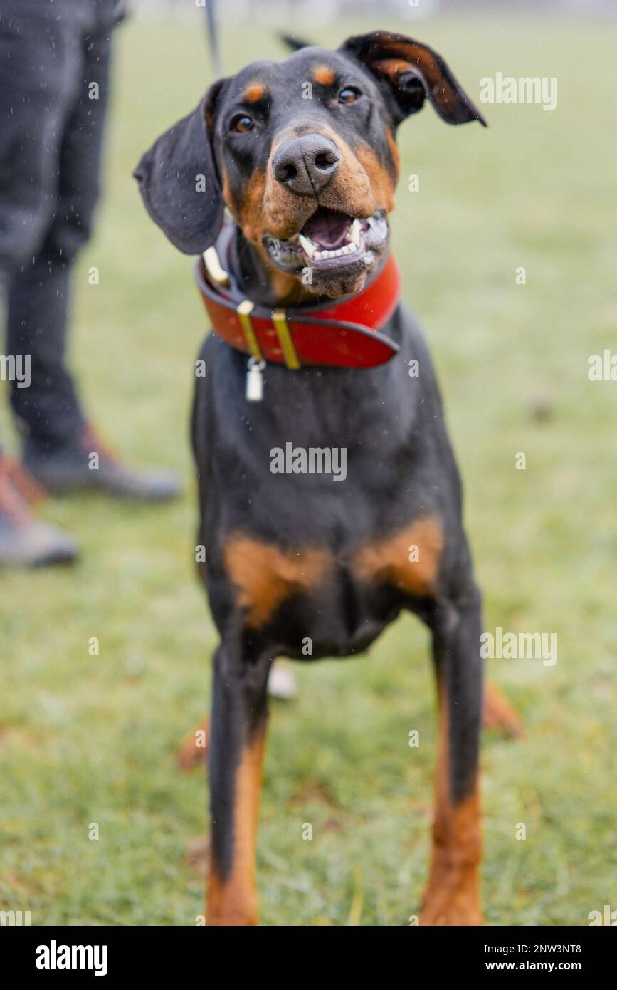A dobermann is happily playing in a lush outdoor setting on a sunny day, its mouth open wide as it attempts to catch an airborne toy Stock Photo