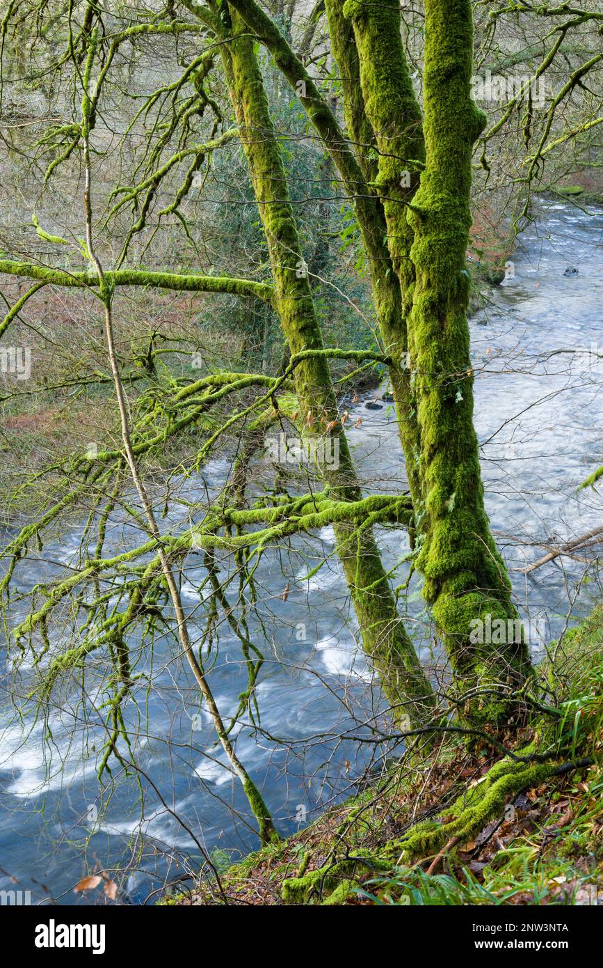 The River Barle at Shircombe Slade in winter near Dulverton in the Exmoor National Park, Somerset, England. Stock Photo
