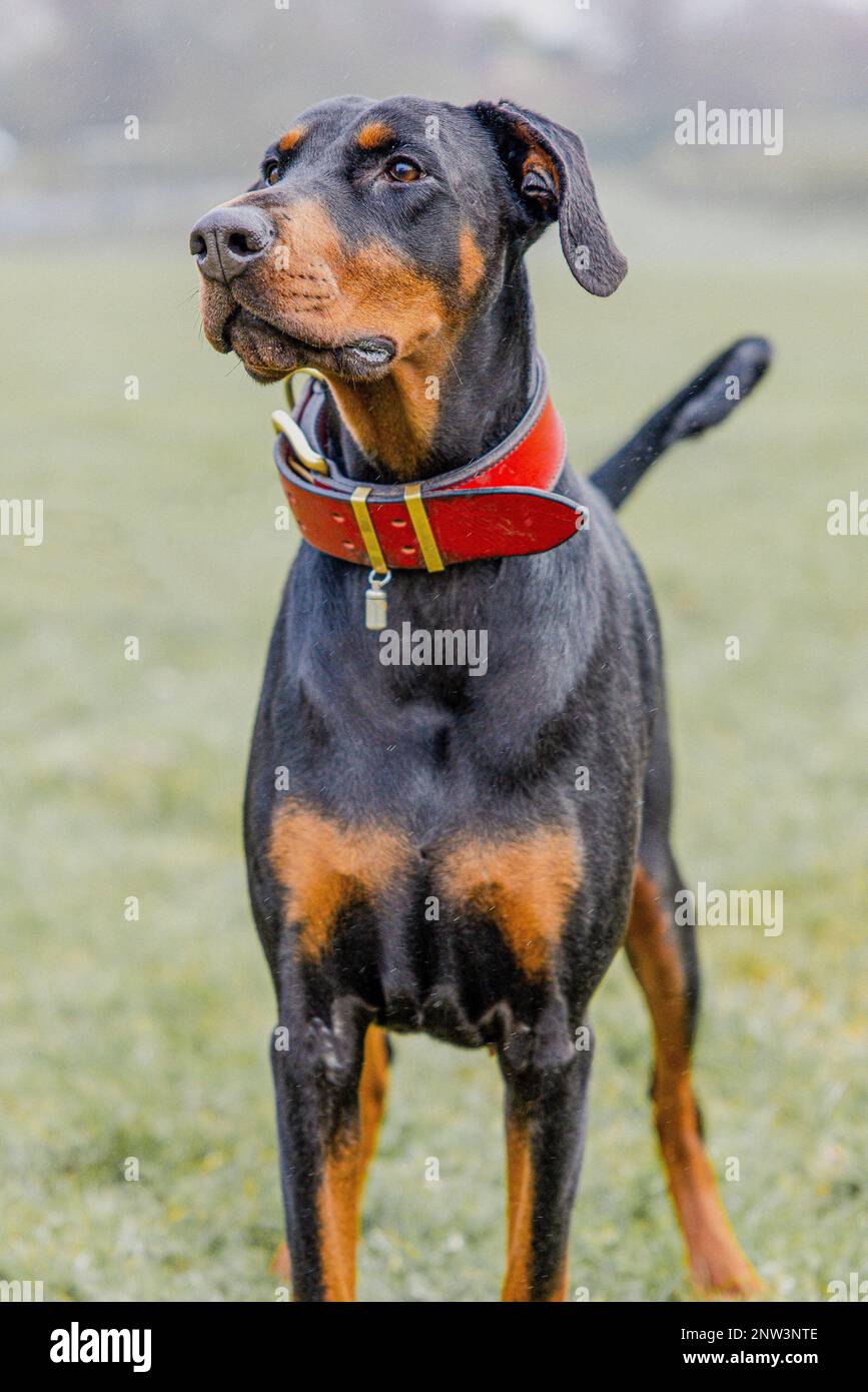 An adorable dobermann in a lush grassy field, wearing a bright red collar Stock Photo