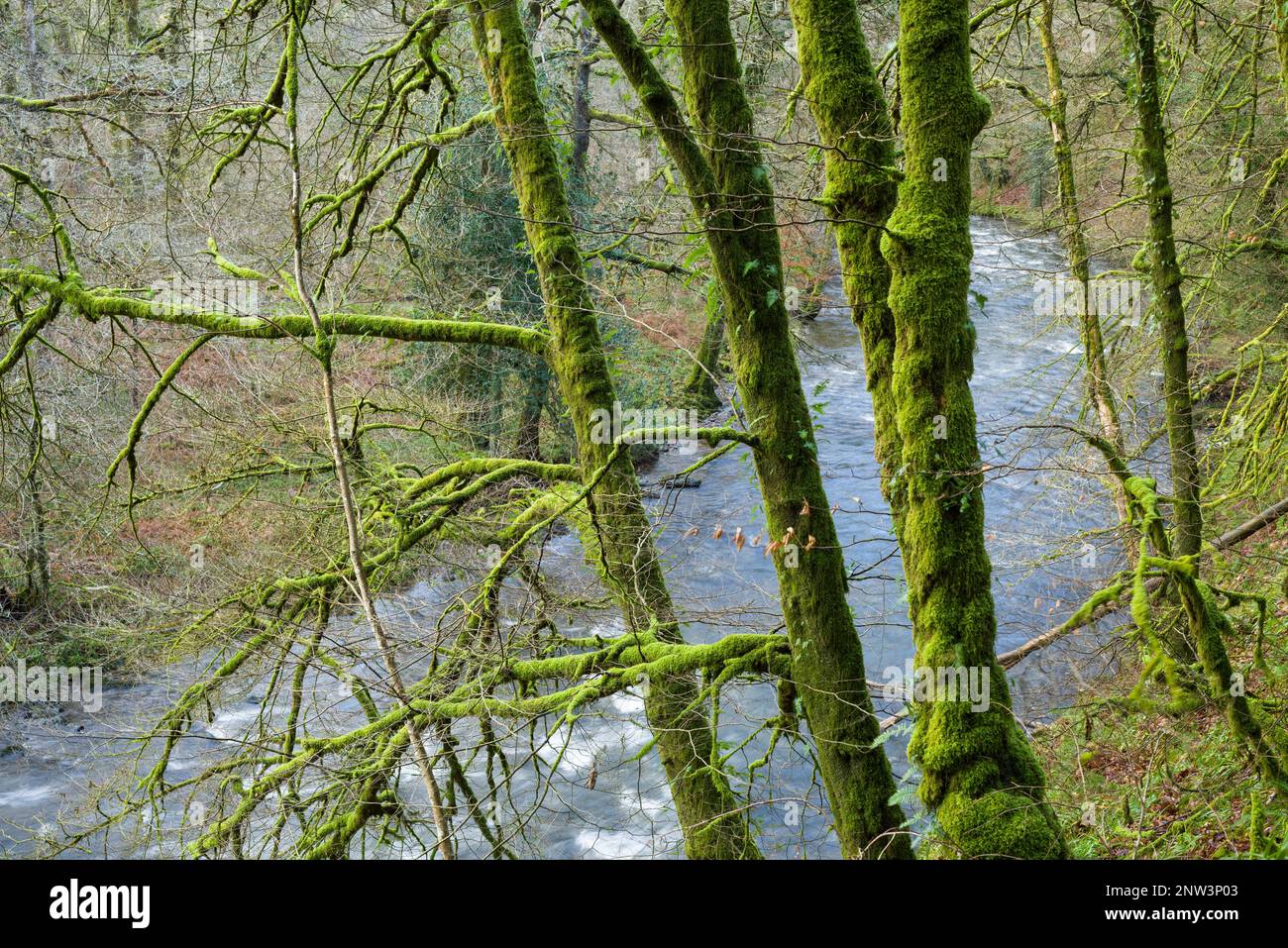 The River Barle at Shircombe Slade in winter near Dulverton in the Exmoor National Park, Somerset, England. Stock Photo