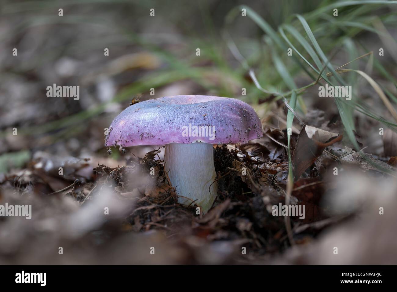 A closeup of a russula genus mushroom. They are also called