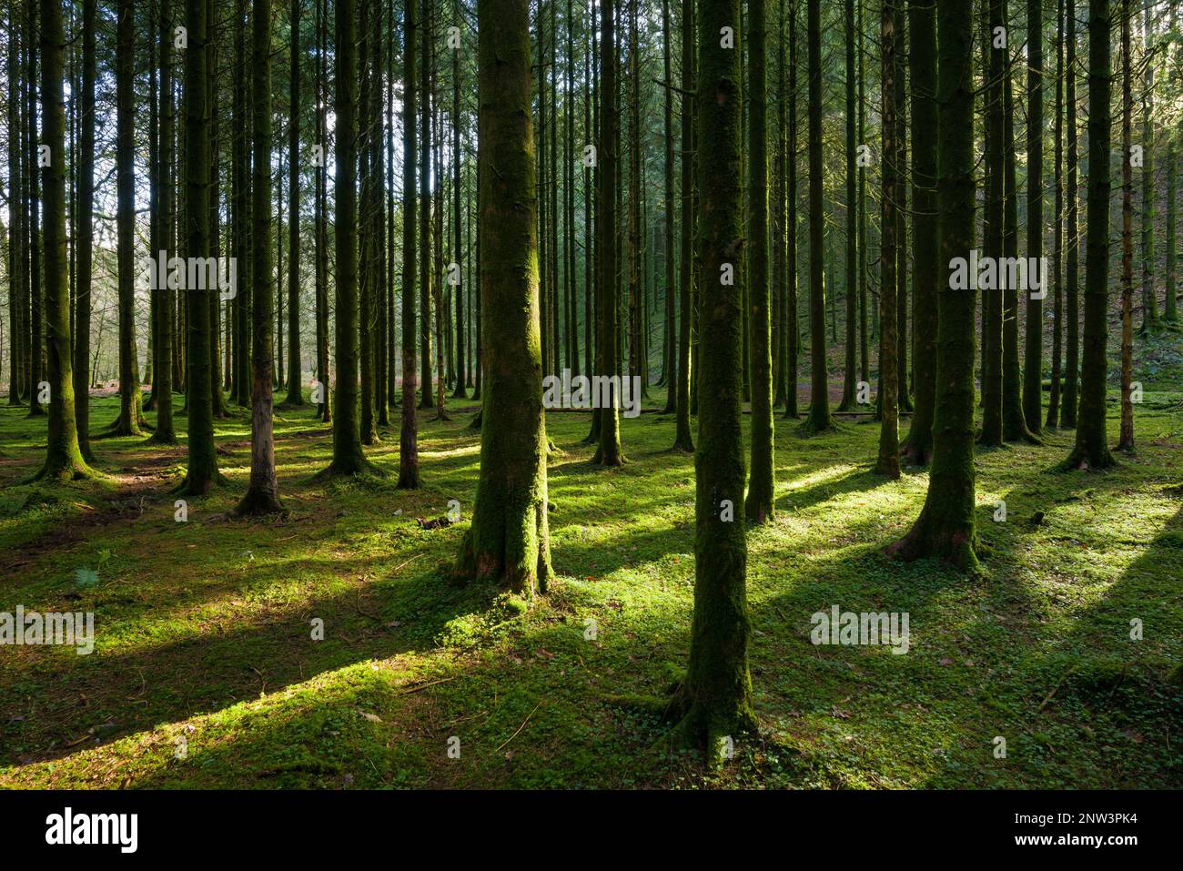 A conifer plantation in the Barle valley near Dulverton in the Exmoor National Park, Somerset, England. Stock Photo