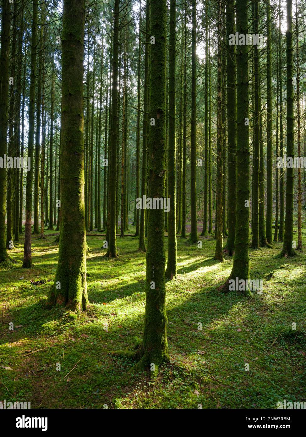 A conifer plantation in the Barle valley near Dulverton in the Exmoor National Park, Somerset, England. Stock Photo
