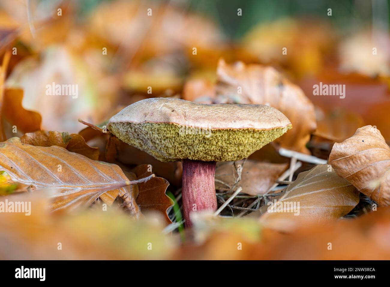 Closeup of a red cracking bolete mushroom chrysenteron