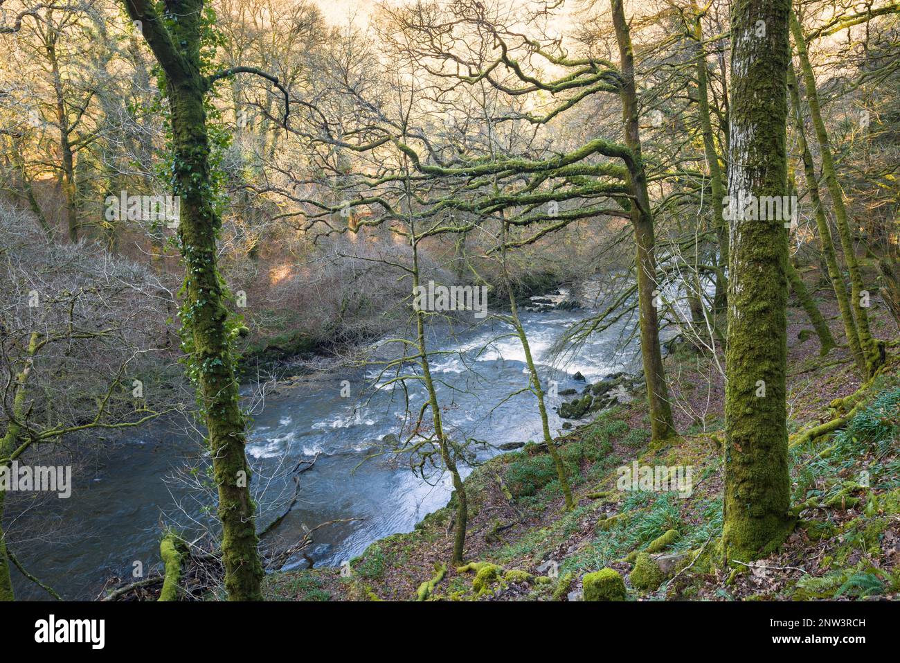 The River Barle flowing through woodland below Mounsey Castle near Dulverton in the Exmoor National Park, Somerset, England. Stock Photo