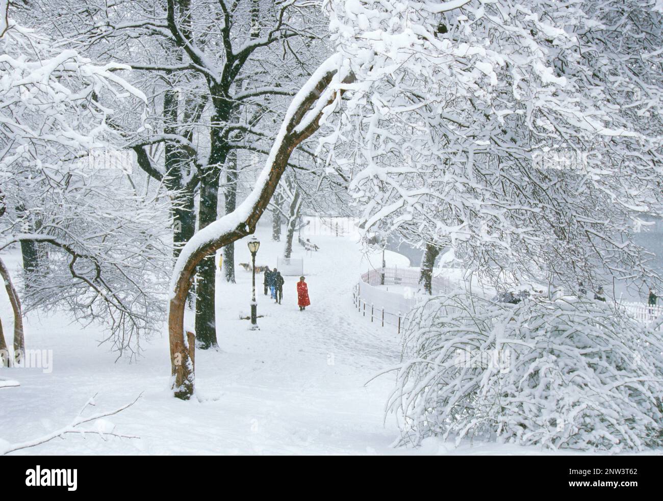 Snowstorm Central Park New York City. Winter weather scenic snow storms. People walking on path. Blizzard in Central Park Conservancy USA Stock Photo