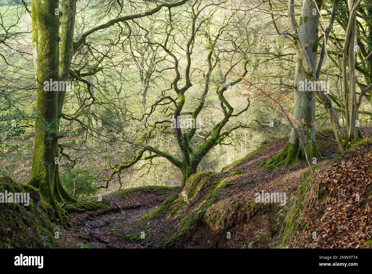A broadleaf woodland in winter in the Barle valley near Dulverton in the Exmoor National Park, Somerset, England. Stock Photo