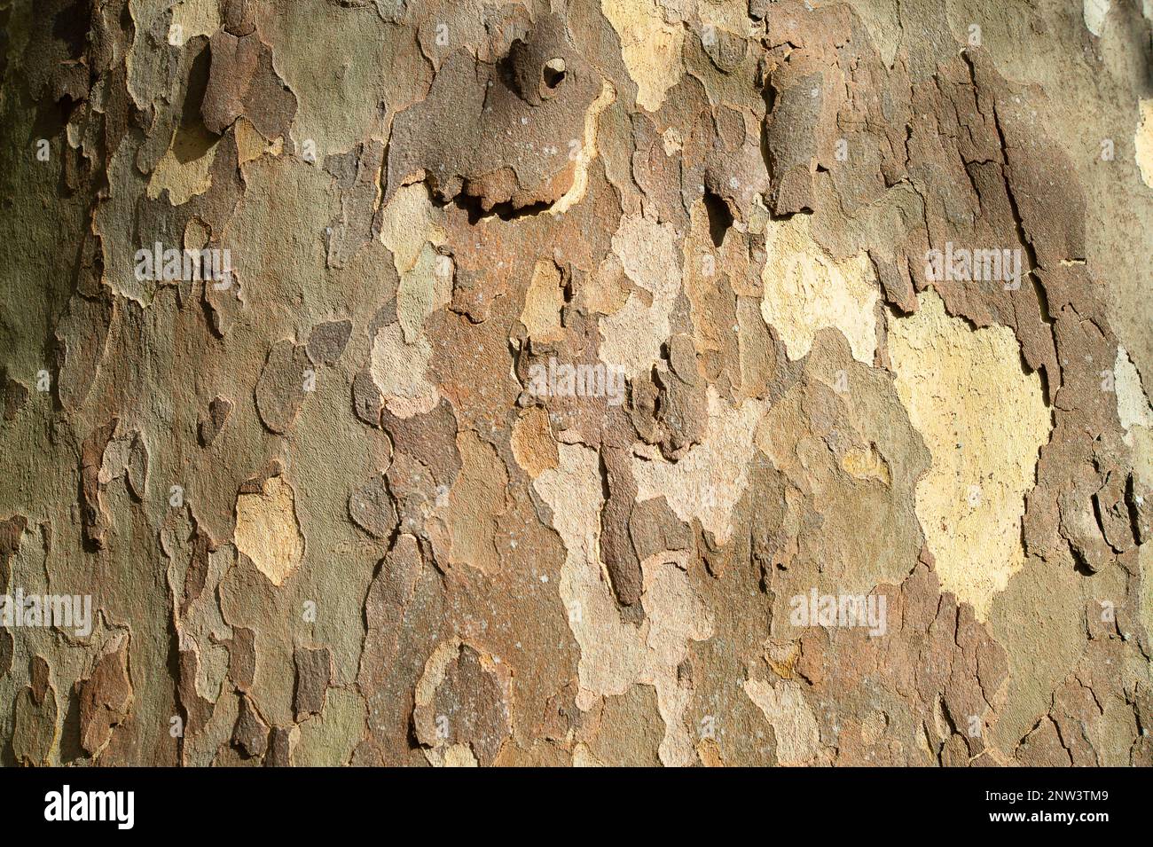 Englefield Green, Egham, Surrey, UK. 25th February, 2023. Pretty patterns on bark on a plane tree. There was a real feeling of Spring today at Savill Garden as plants were blooming. The Savill Garden is a ornamental garden set in the grounds of Windsor Great Park. Credit: Maureen McLean/Alamy Stock Photo